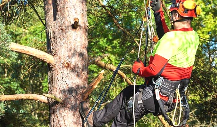 The Benefits of Tree Pruning: Giving Your Trees a Little TLC 🌳