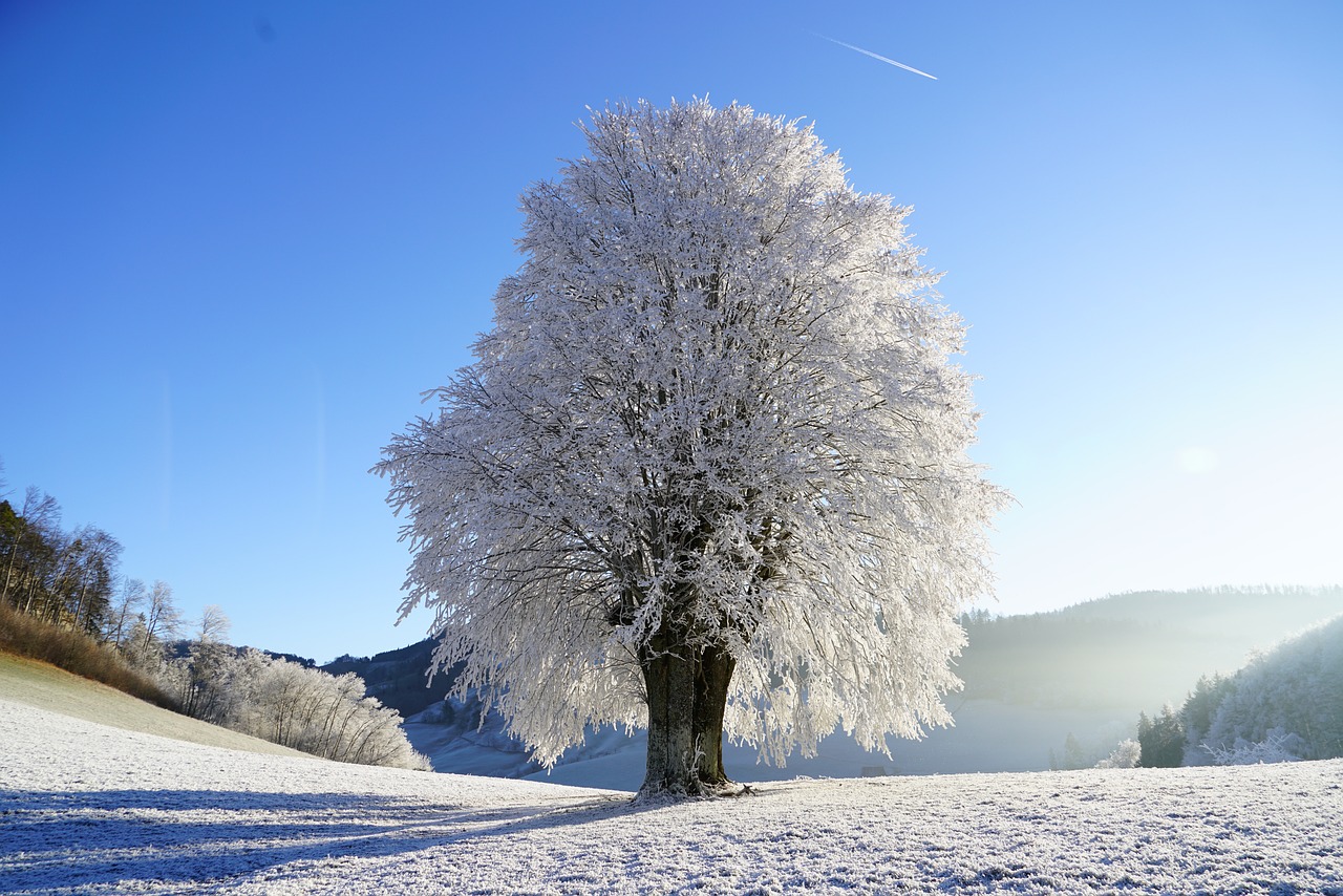 Get Ready for Winter Tree Care: Preparing Trees for a Season of Resilience