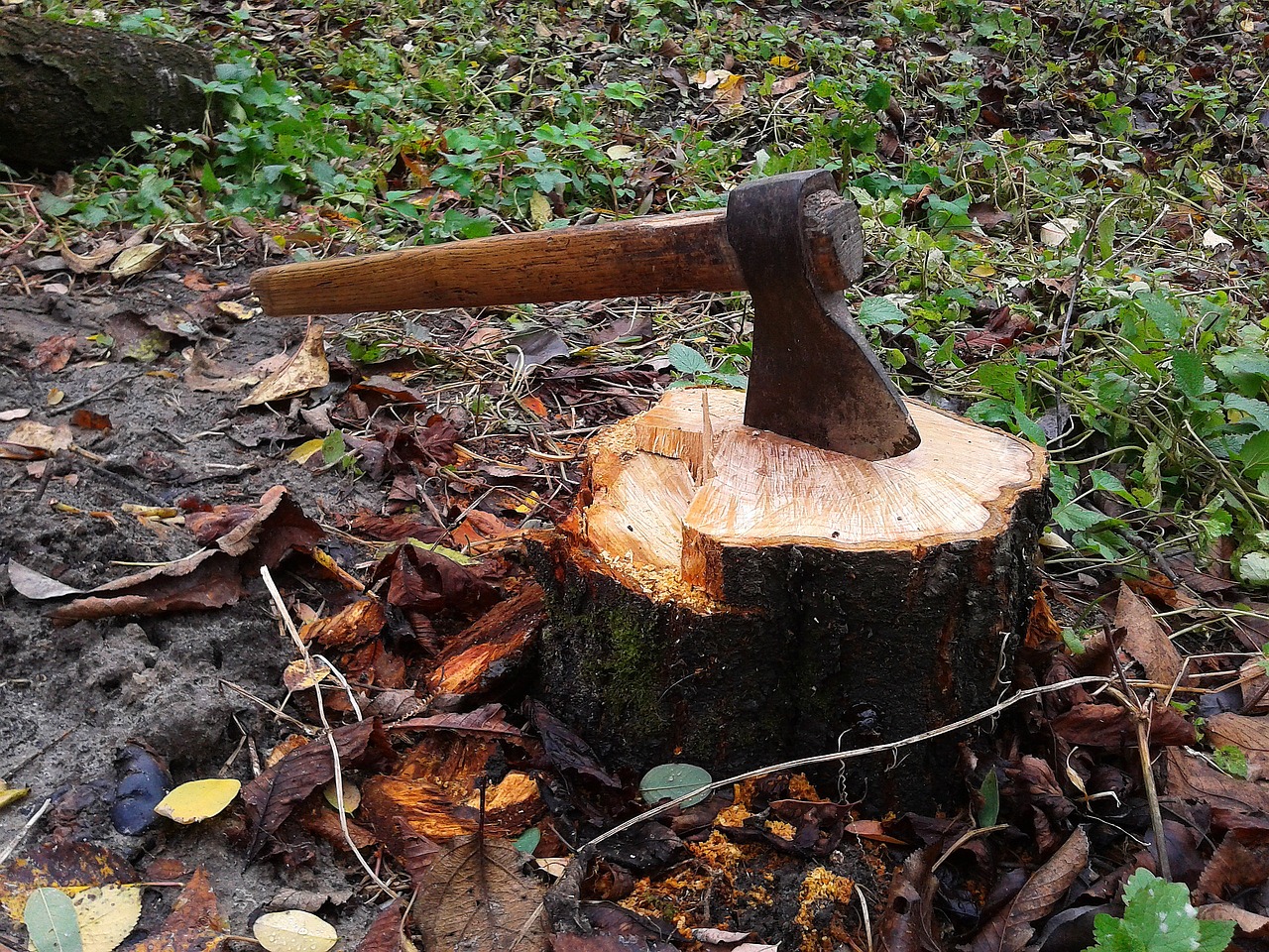 Stump Grinding: A Complete Overview for Property Owners